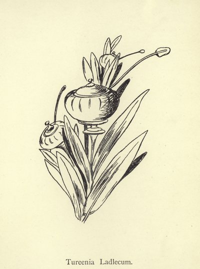 Tureenia Ladlecum by Edward Lear